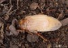 chroustek letní (Brouci), Amphimallon solstitiale, Scarabaeoidea, Melolonthidae (Coleoptera)